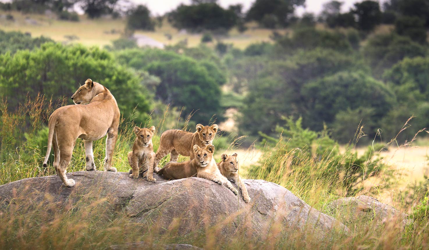 Nyerere National Park