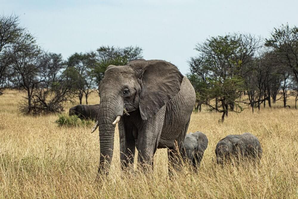 Elephant and calves among golden grasses